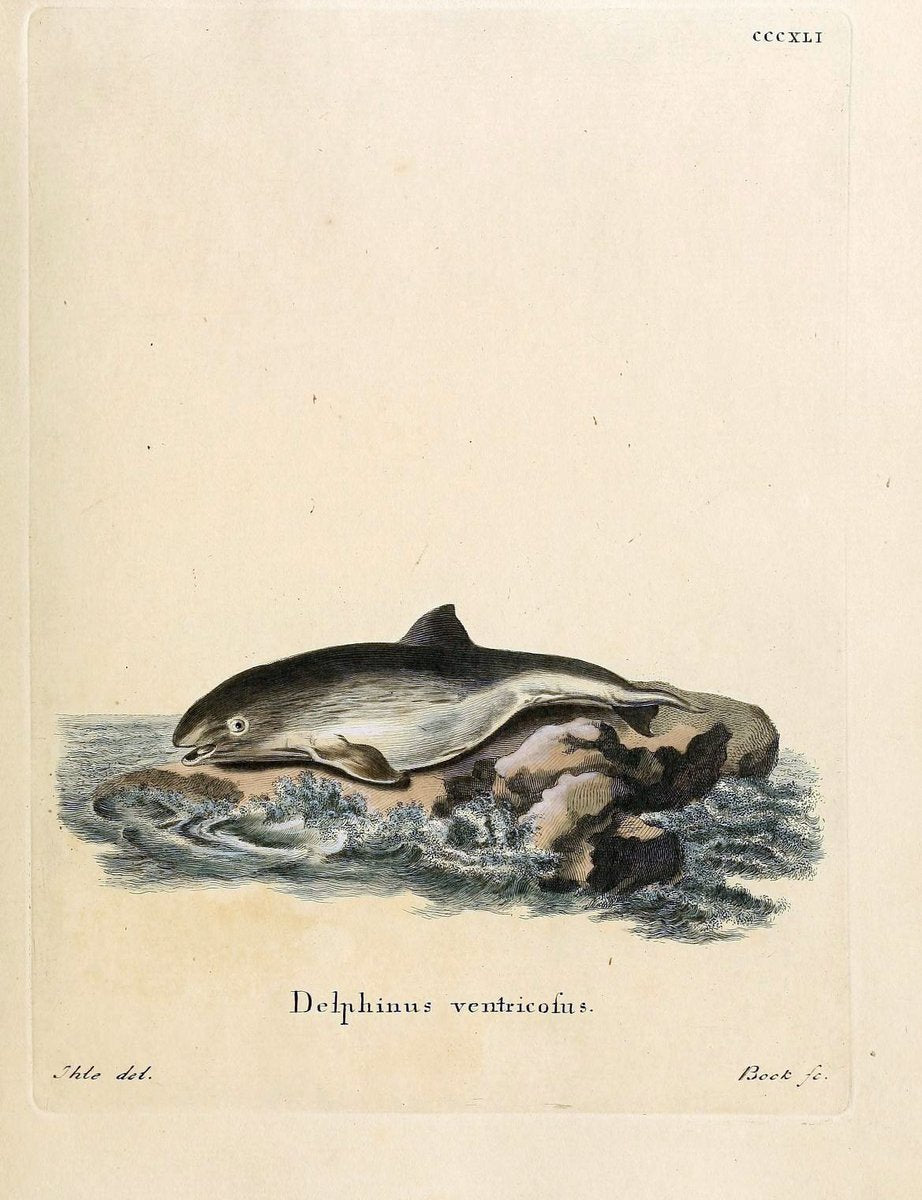 Die SÃ¤ugthiere in Abbildungen nach der Natur /.Erlangen :Expedition des Schreber'schen s | Mammals "Pictorial works"  | Vintage Print Reproduction 472960