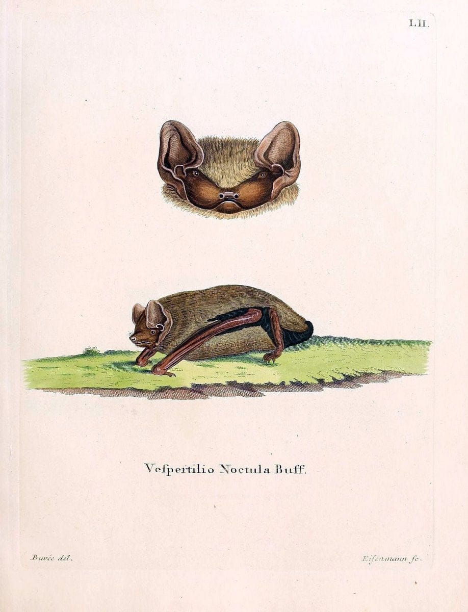 Die SÃ¤ugthiere in Abbildungen nach der Natur /.Erlangen :Expedition des Schreber'schen s | Mammals "Pictorial works"  | Vintage Print Reproduction 472973