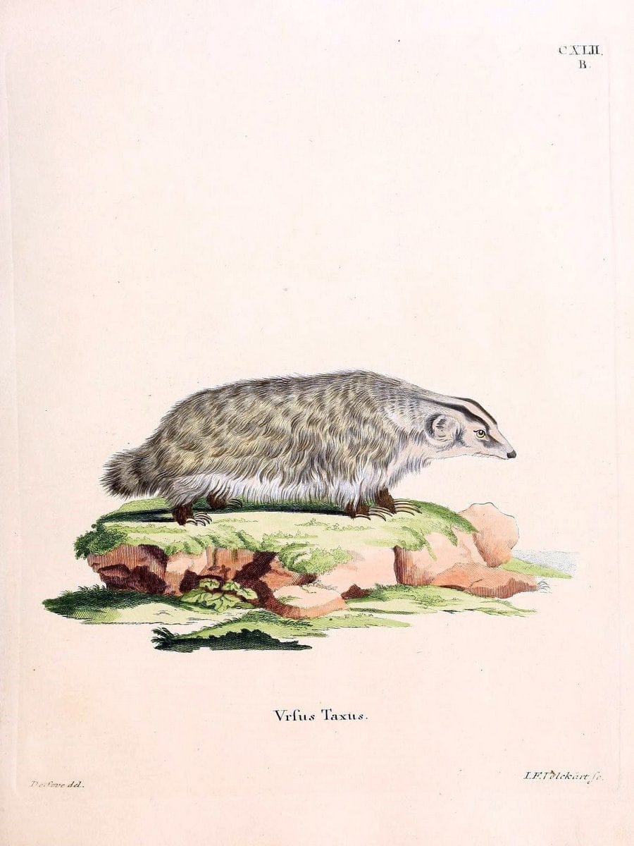 Die SÃ¤ugthiere in Abbildungen nach der Natur /.Erlangen :Expedition des Schreber'schen s | Mammals "Pictorial works"  | Vintage Print Reproduction 472974