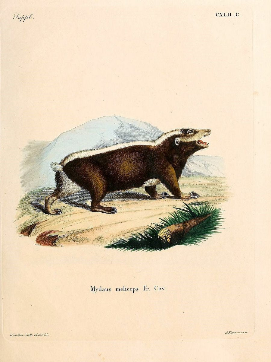 Die SÃ¤ugthiere in Abbildungen nach der Natur /.Erlangen :Expedition des Schreber'schen s | Mammals "Pictorial works"  | Vintage Print Reproduction 472977