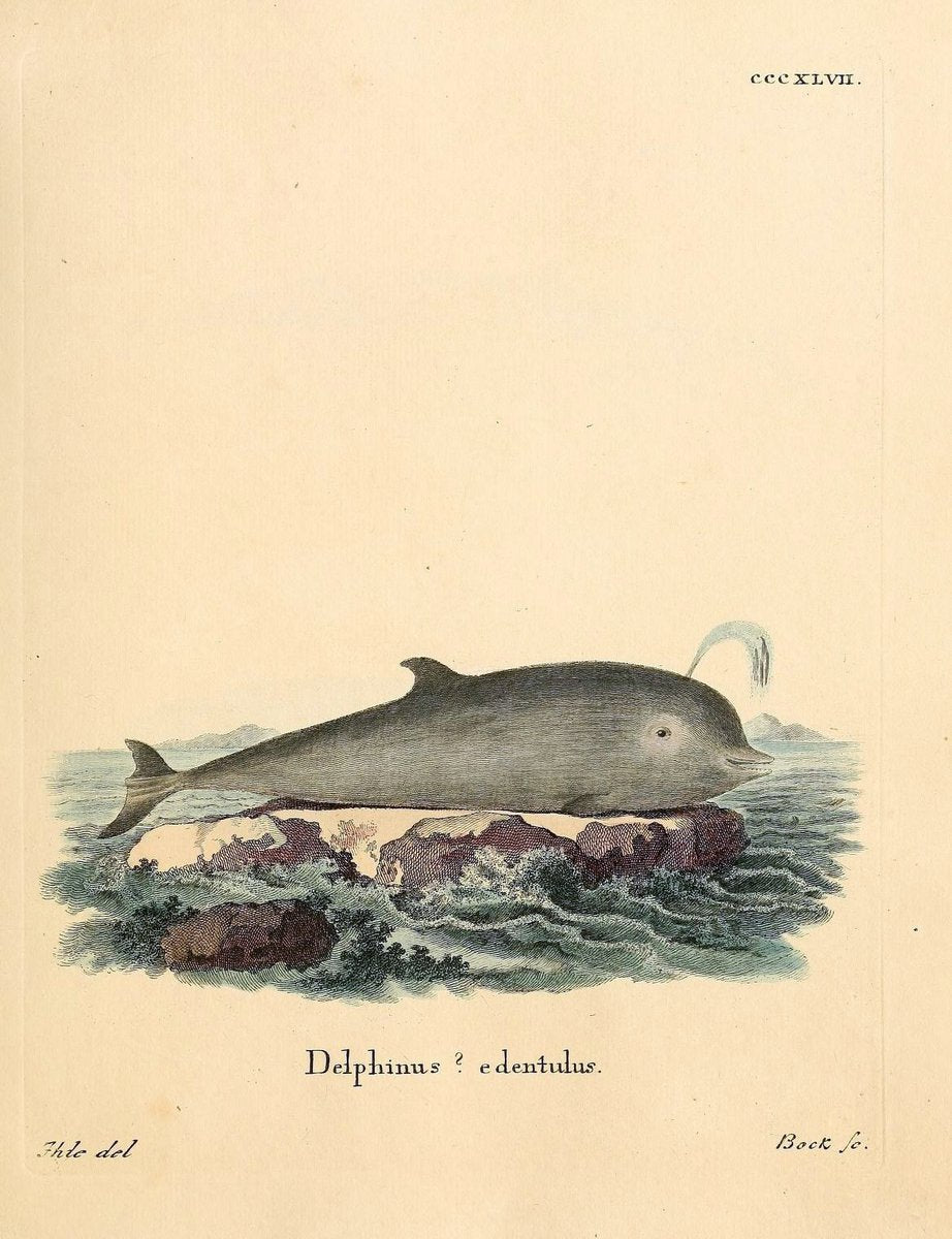 Die SÃ¤ugthiere in Abbildungen nach der Natur /.Erlangen :Expedition des Schreber'schen s | Mammals "Pictorial works"  | Vintage Print Reproduction 472978