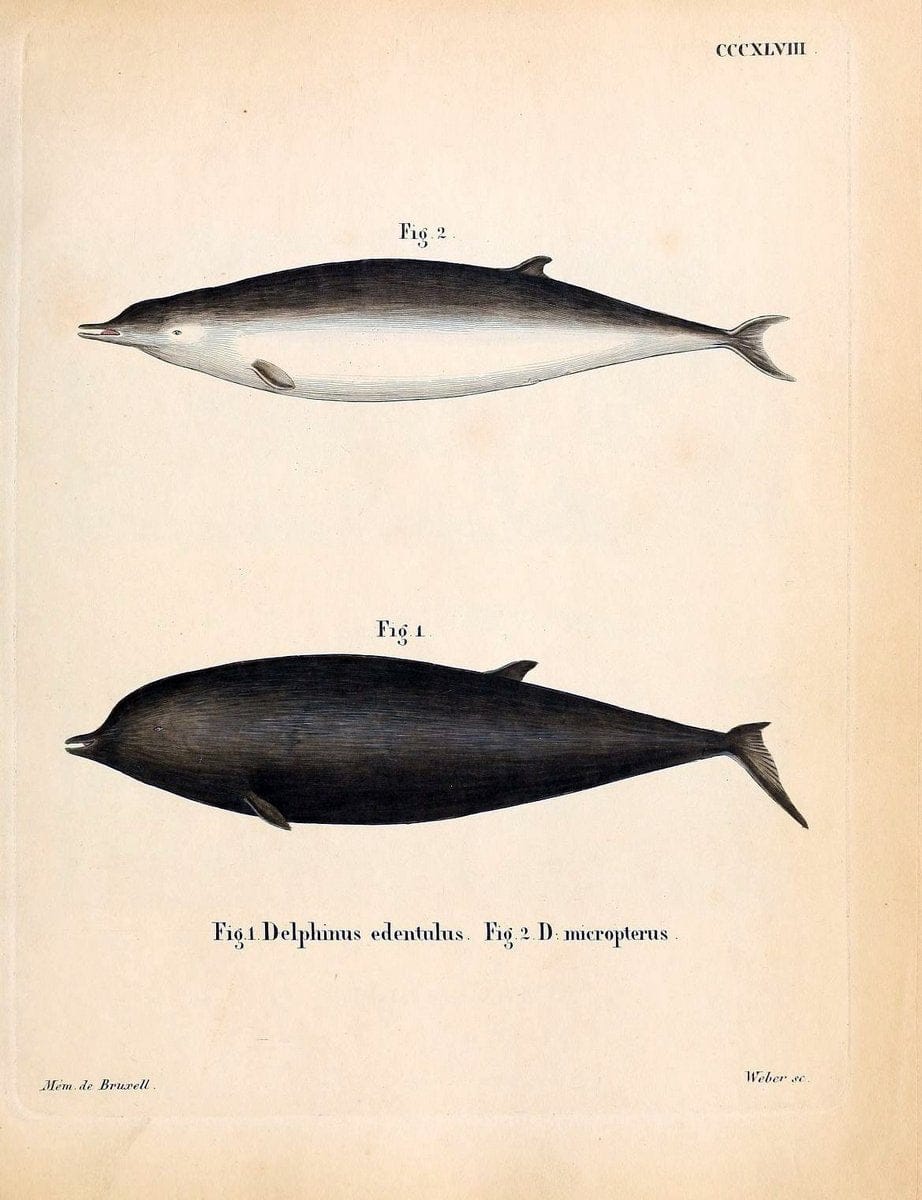 Die SÃ¤ugthiere in Abbildungen nach der Natur /.Erlangen :Expedition des Schreber'schen s | Mammals "Pictorial works"  | Vintage Print Reproduction 472981