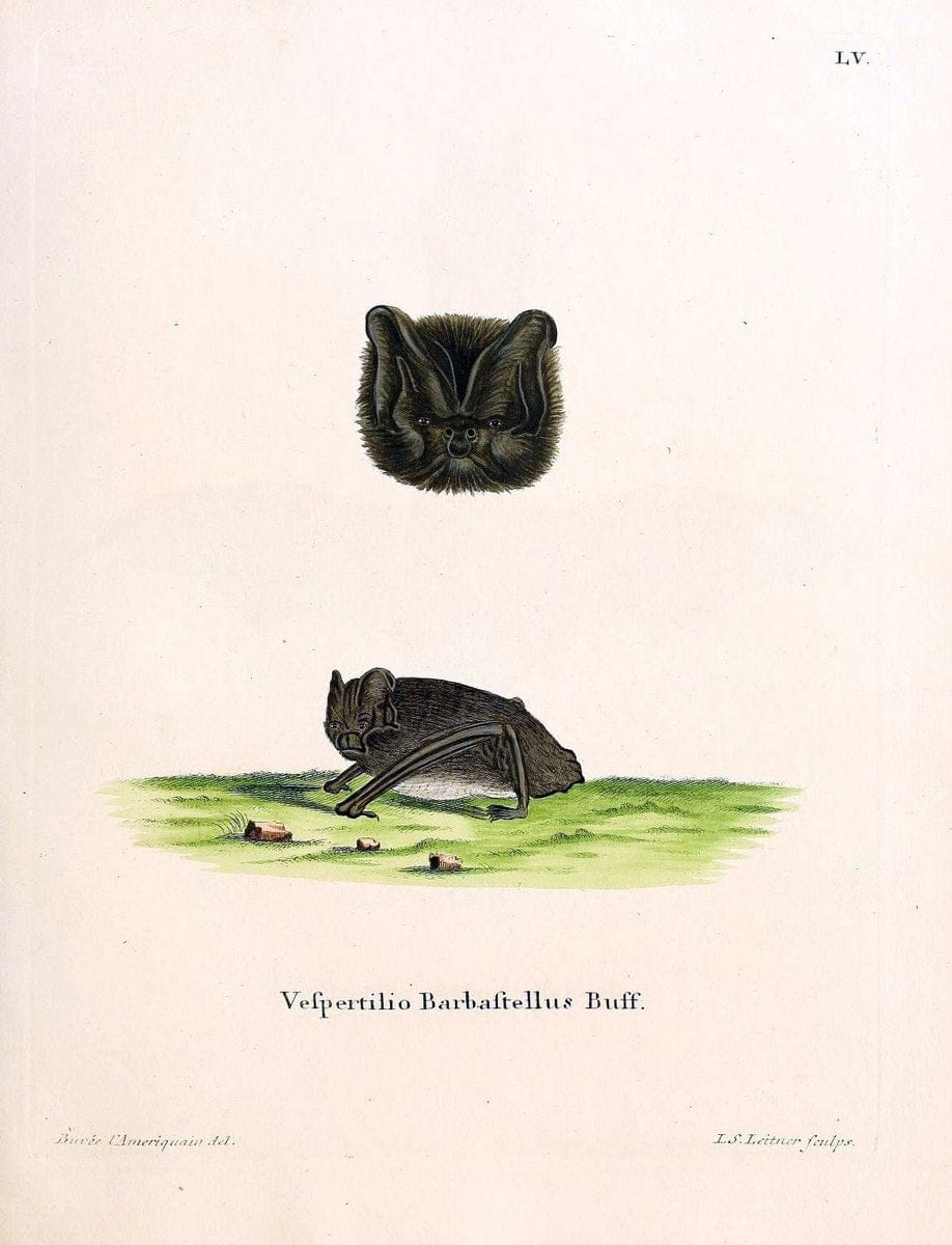 Die SÃ¤ugthiere in Abbildungen nach der Natur /.Erlangen :Expedition des Schreber'schen s | Mammals "Pictorial works"  | Vintage Print Reproduction 472982