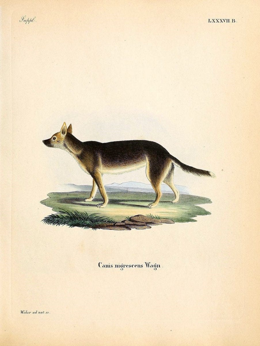 Die SÃ¤ugthiere in Abbildungen nach der Natur /.Erlangen :Expedition des Schreber'schen s | Mammals "Pictorial works"  | Vintage Print Reproduction 472985