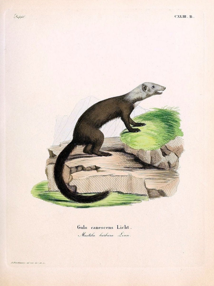 Die SÃ¤ugthiere in Abbildungen nach der Natur /.Erlangen :Expedition des Schreber'schen s | Mammals "Pictorial works"  | Vintage Print Reproduction 472988