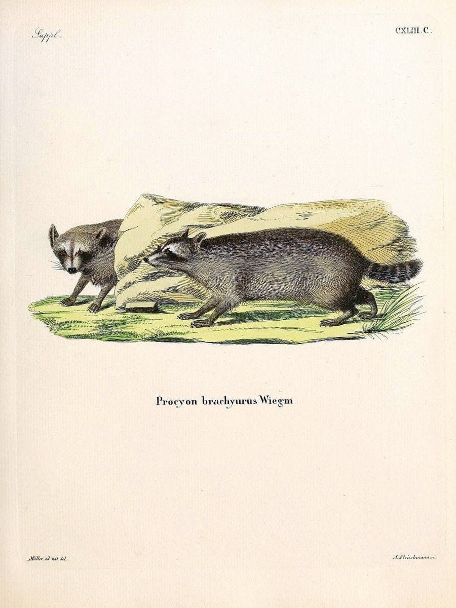 Die SÃ¤ugthiere in Abbildungen nach der Natur /.Erlangen :Expedition des Schreber'schen s | Mammals "Pictorial works"  | Vintage Print Reproduction 472991