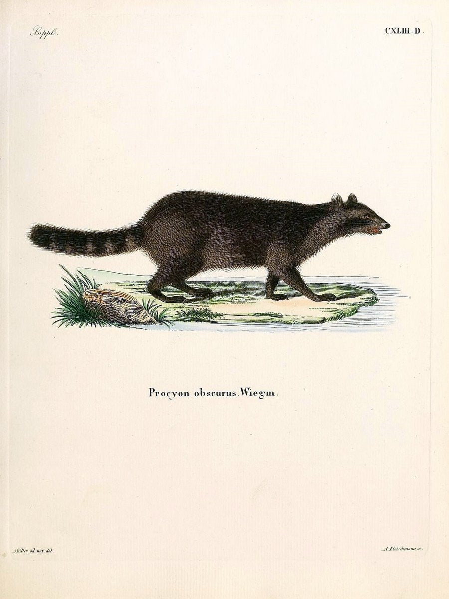 Die SÃ¤ugthiere in Abbildungen nach der Natur /.Erlangen :Expedition des Schreber'schen s | Mammals "Pictorial works"  | Vintage Print Reproduction 472994