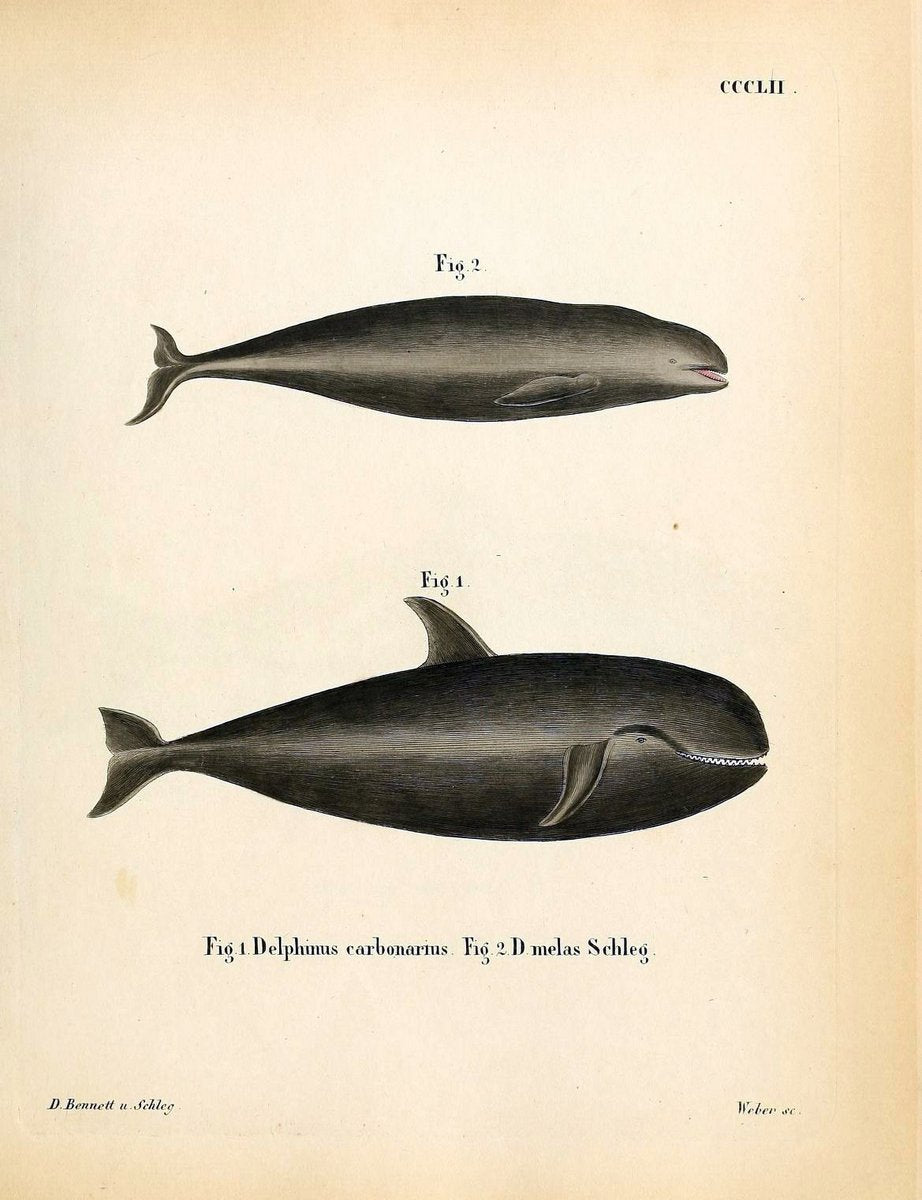 Die SÃ¤ugthiere in Abbildungen nach der Natur /.Erlangen :Expedition des Schreber'schen s | Mammals "Pictorial works"  | Vintage Print Reproduction 472995