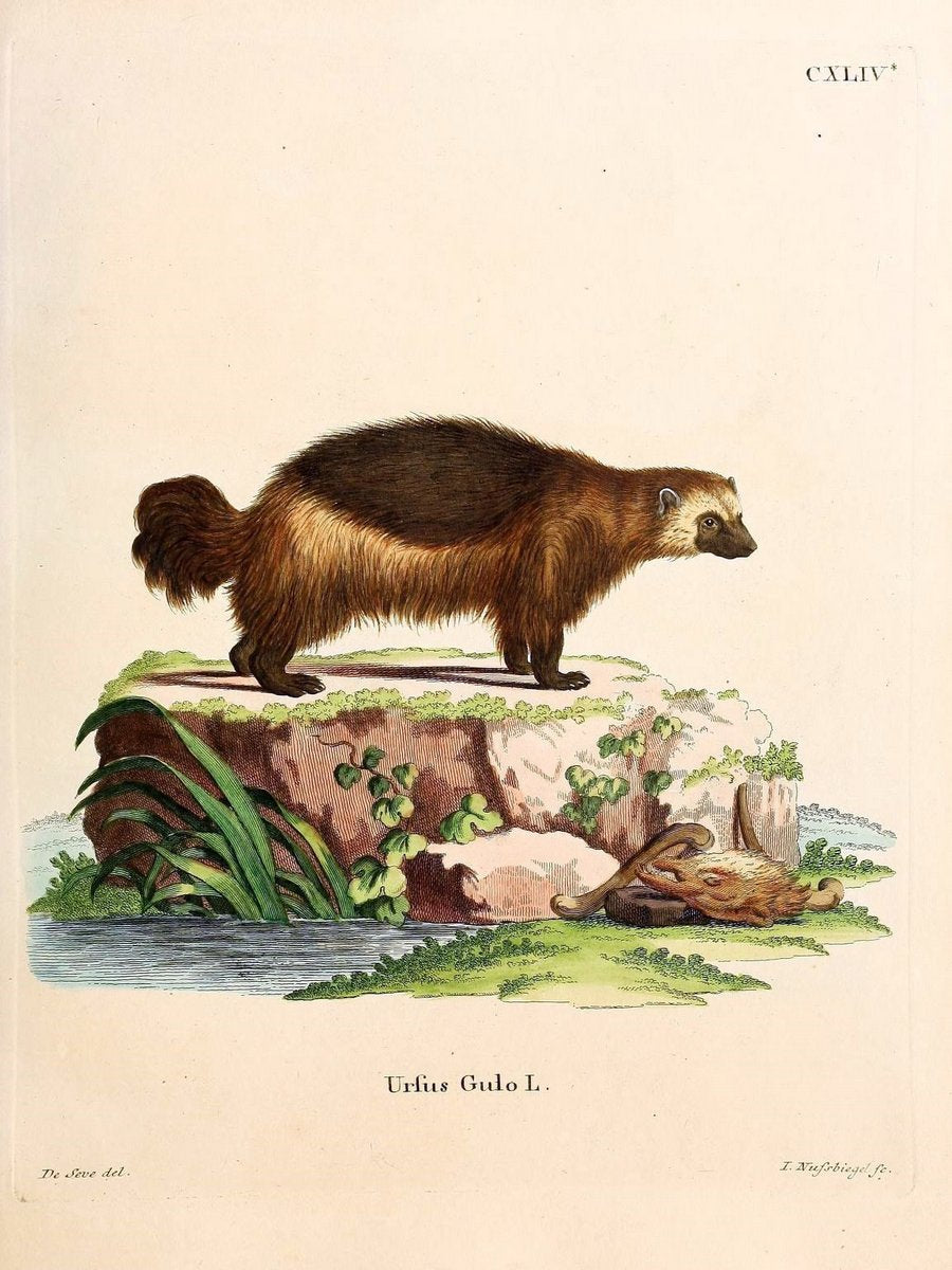 Die SÃ¤ugthiere in Abbildungen nach der Natur /.Erlangen :Expedition des Schreber'schen s | Mammals "Pictorial works"  | Vintage Print Reproduction 472997