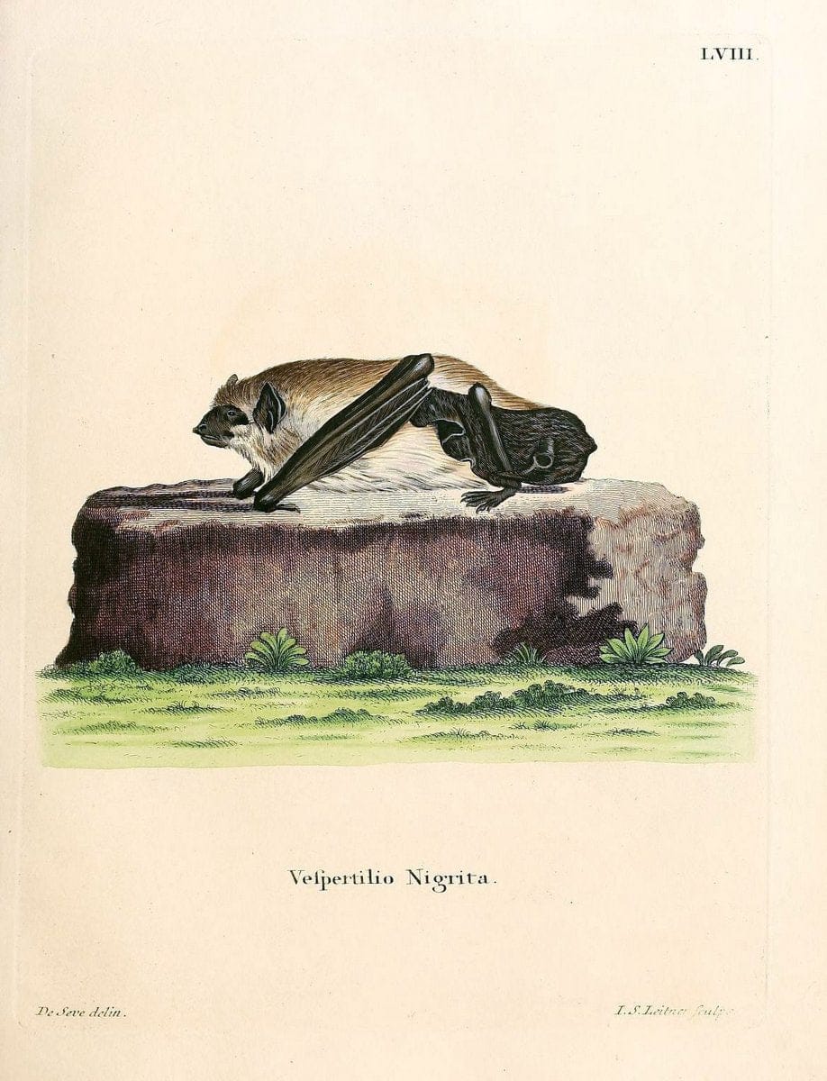 Die SÃ¤ugthiere in Abbildungen nach der Natur /.Erlangen :Expedition des Schreber'schen s | Mammals "Pictorial works"  | Vintage Print Reproduction 472999