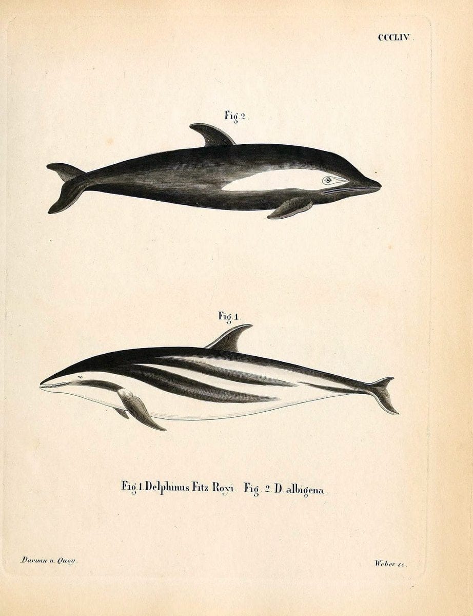 Die SÃ¤ugthiere in Abbildungen nach der Natur /.Erlangen :Expedition des Schreber'schen s | Mammals "Pictorial works"  | Vintage Print Reproduction 473001