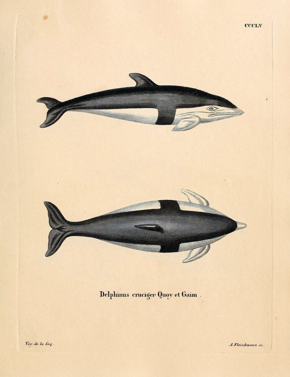 Die SÃ¤ugthiere in Abbildungen nach der Natur /.Erlangen :Expedition des Schreber'schen s | Mammals "Pictorial works"  | Vintage Print Reproduction 473004