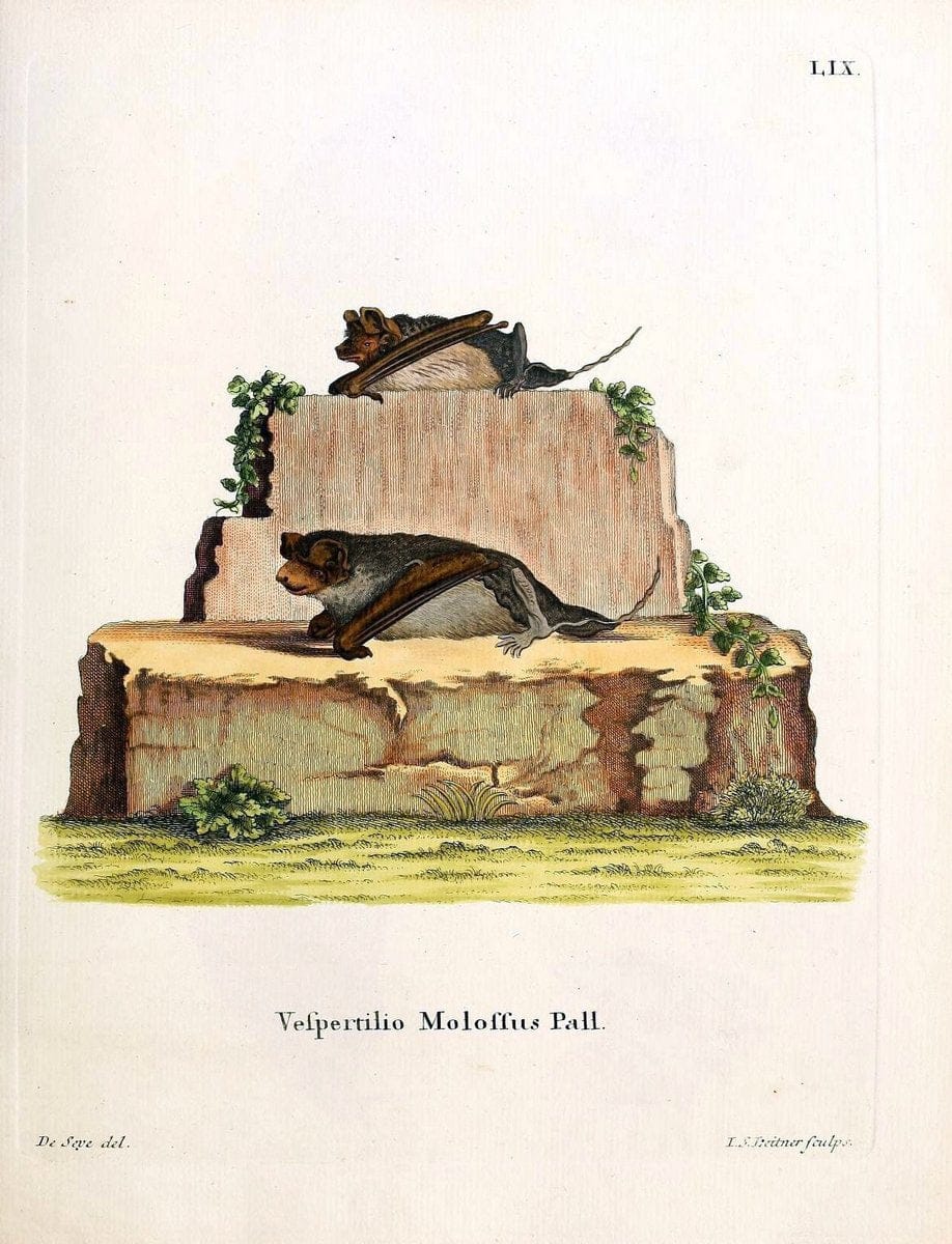 Die SÃ¤ugthiere in Abbildungen nach der Natur /.Erlangen :Expedition des Schreber'schen s | Mammals "Pictorial works"  | Vintage Print Reproduction 473005