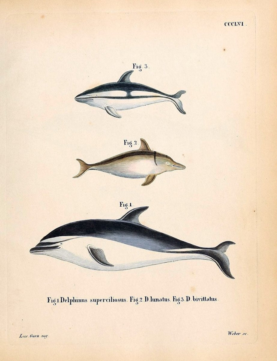 Die SÃ¤ugthiere in Abbildungen nach der Natur /.Erlangen :Expedition des Schreber'schen s | Mammals "Pictorial works"  | Vintage Print Reproduction 473007