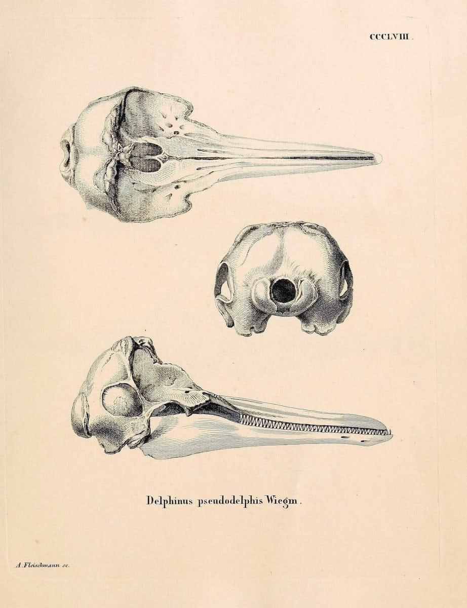 Die SÃ¤ugthiere in Abbildungen nach der Natur /.Erlangen :Expedition des Schreber'schen s | Mammals "Pictorial works"  | Vintage Print Reproduction 473013