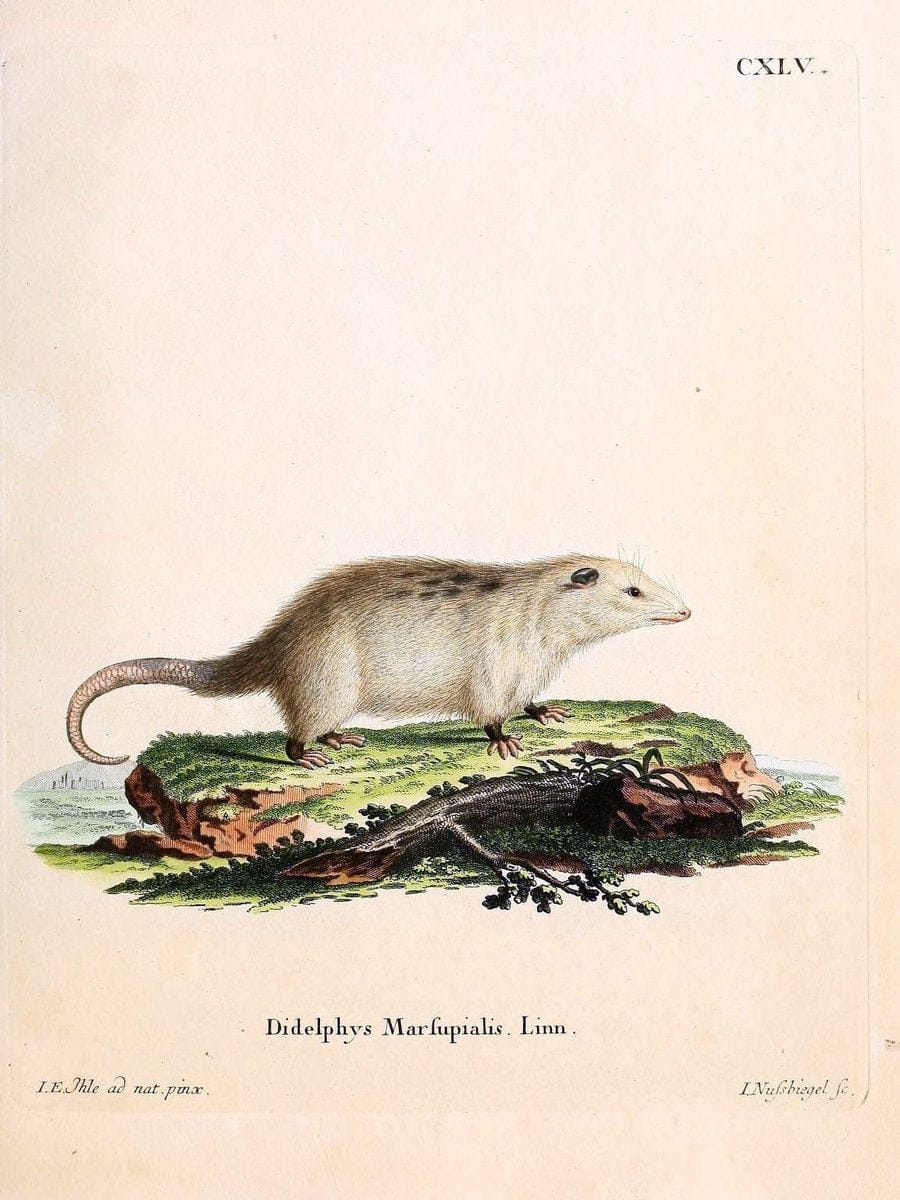 Die SÃ¤ugthiere in Abbildungen nach der Natur /.Erlangen :Expedition des Schreber'schen s | Mammals "Pictorial works"  | Vintage Print Reproduction 473015