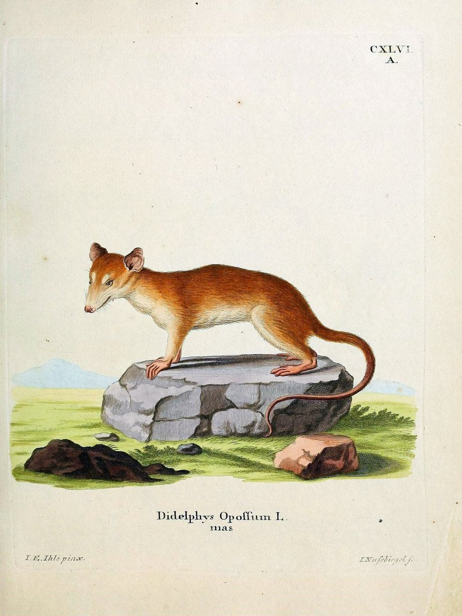 Die SÃ¤ugthiere in Abbildungen nach der Natur /.Erlangen :Expedition des Schreber'schen s | Mammals "Pictorial works"  | Vintage Print Reproduction 473020