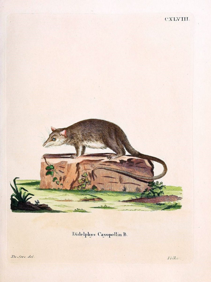 Die SÃ¤ugthiere in Abbildungen nach der Natur /.Erlangen :Expedition des Schreber'schen s | Mammals "Pictorial works"  | Vintage Print Reproduction 473029