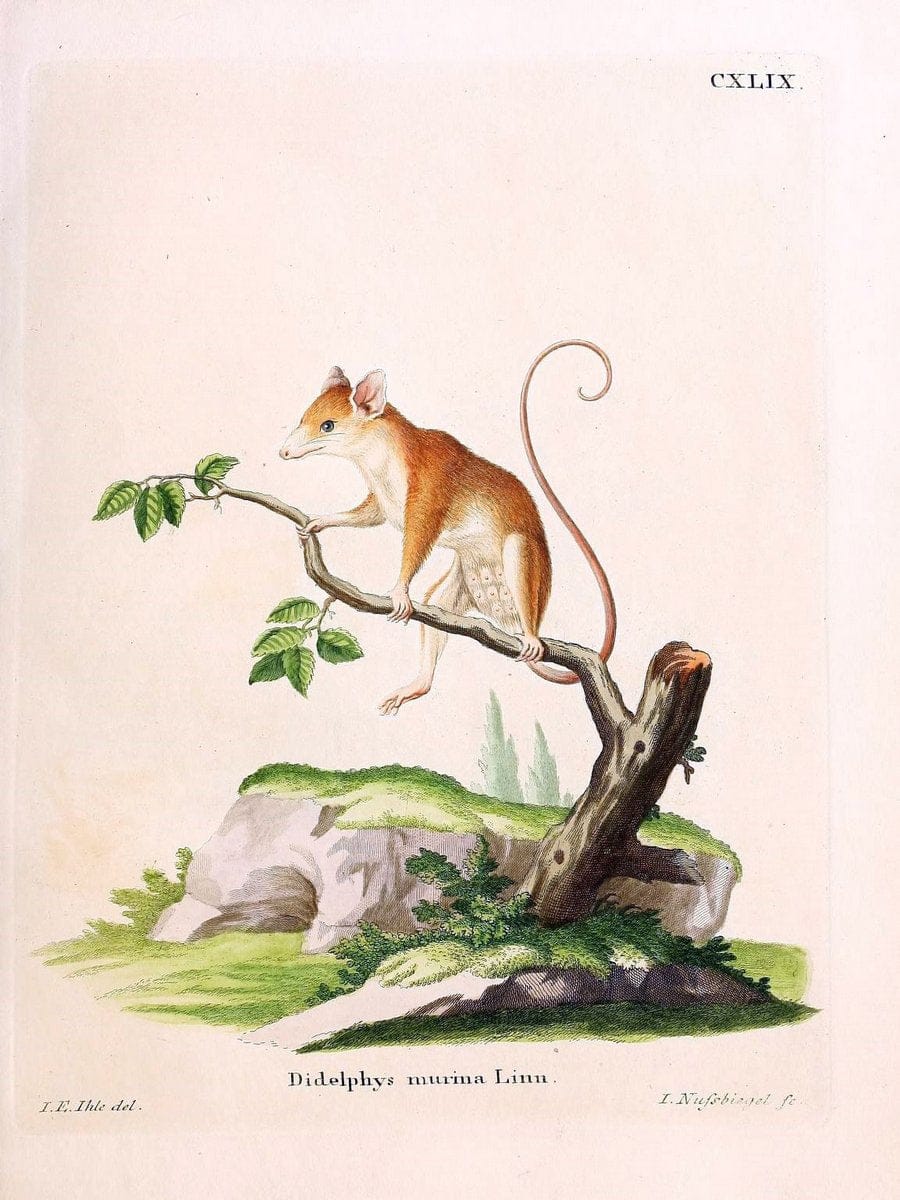 Die SÃ¤ugthiere in Abbildungen nach der Natur /.Erlangen :Expedition des Schreber'schen s | Mammals "Pictorial works"  | Vintage Print Reproduction 473032