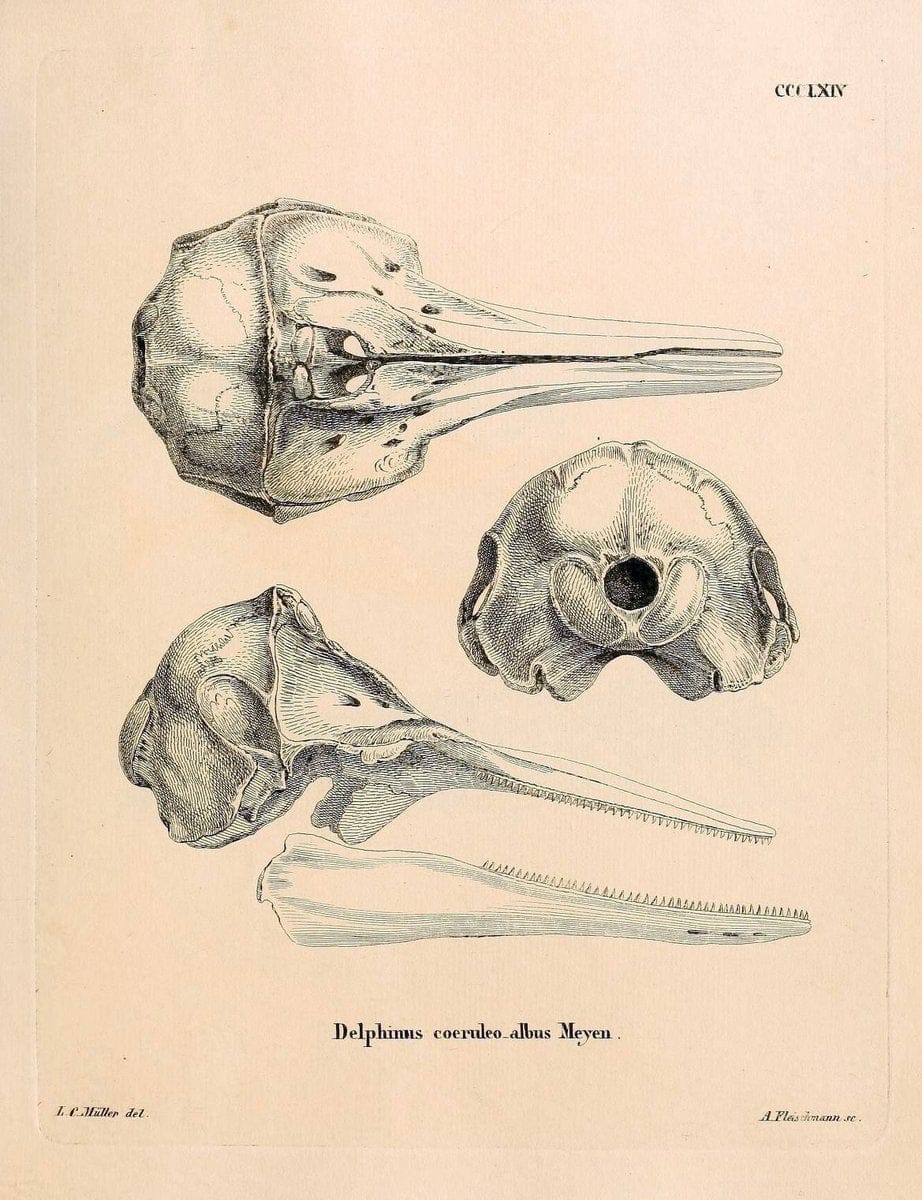 Die SÃ¤ugthiere in Abbildungen nach der Natur /.Erlangen :Expedition des Schreber'schen s | Mammals "Pictorial works"  | Vintage Print Reproduction 473033