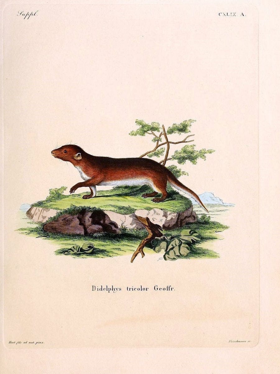 Die SÃ¤ugthiere in Abbildungen nach der Natur /.Erlangen :Expedition des Schreber'schen s | Mammals "Pictorial works"  | Vintage Print Reproduction 473035