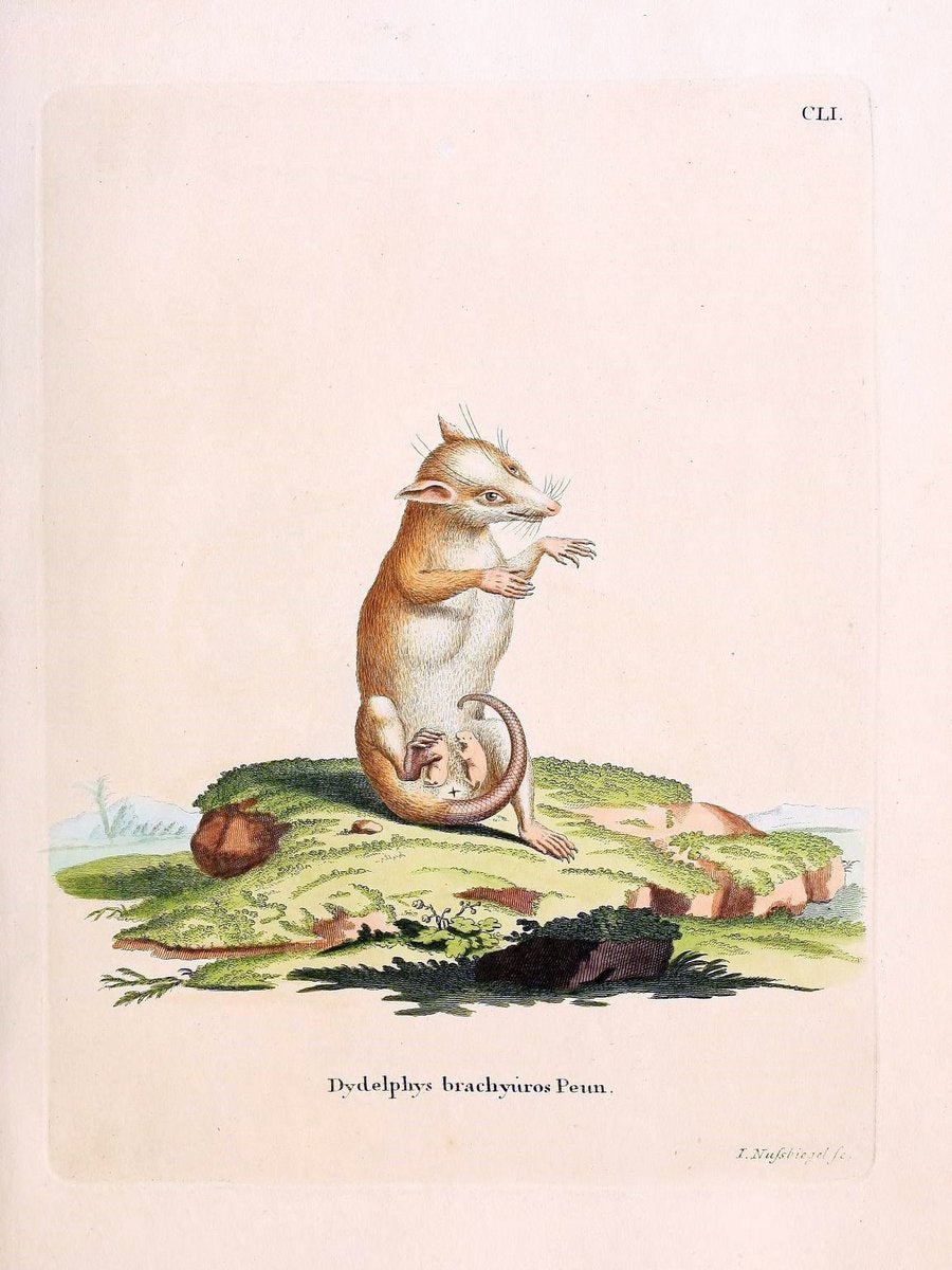 Die SÃ¤ugthiere in Abbildungen nach der Natur /.Erlangen :Expedition des Schreber'schen s | Mammals "Pictorial works"  | Vintage Print Reproduction 473041