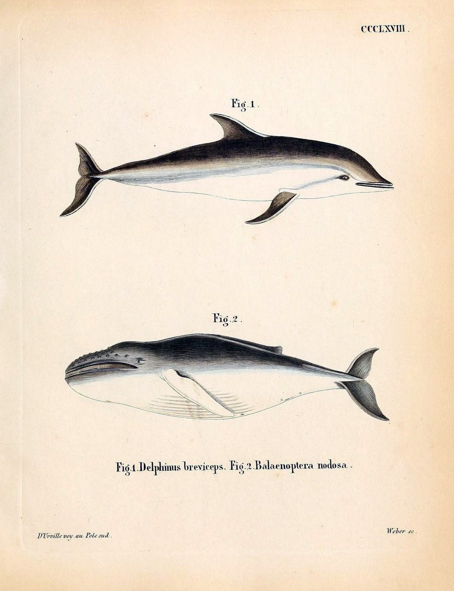 Die SÃ¤ugthiere in Abbildungen nach der Natur /.Erlangen :Expedition des Schreber'schen s | Mammals "Pictorial works"  | Vintage Print Reproduction 473042