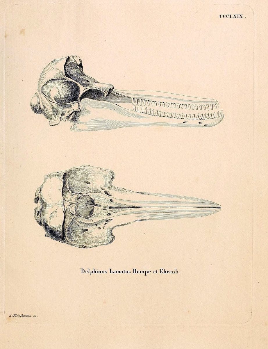 Die SÃ¤ugthiere in Abbildungen nach der Natur /.Erlangen :Expedition des Schreber'schen s | Mammals "Pictorial works"  | Vintage Print Reproduction 473045