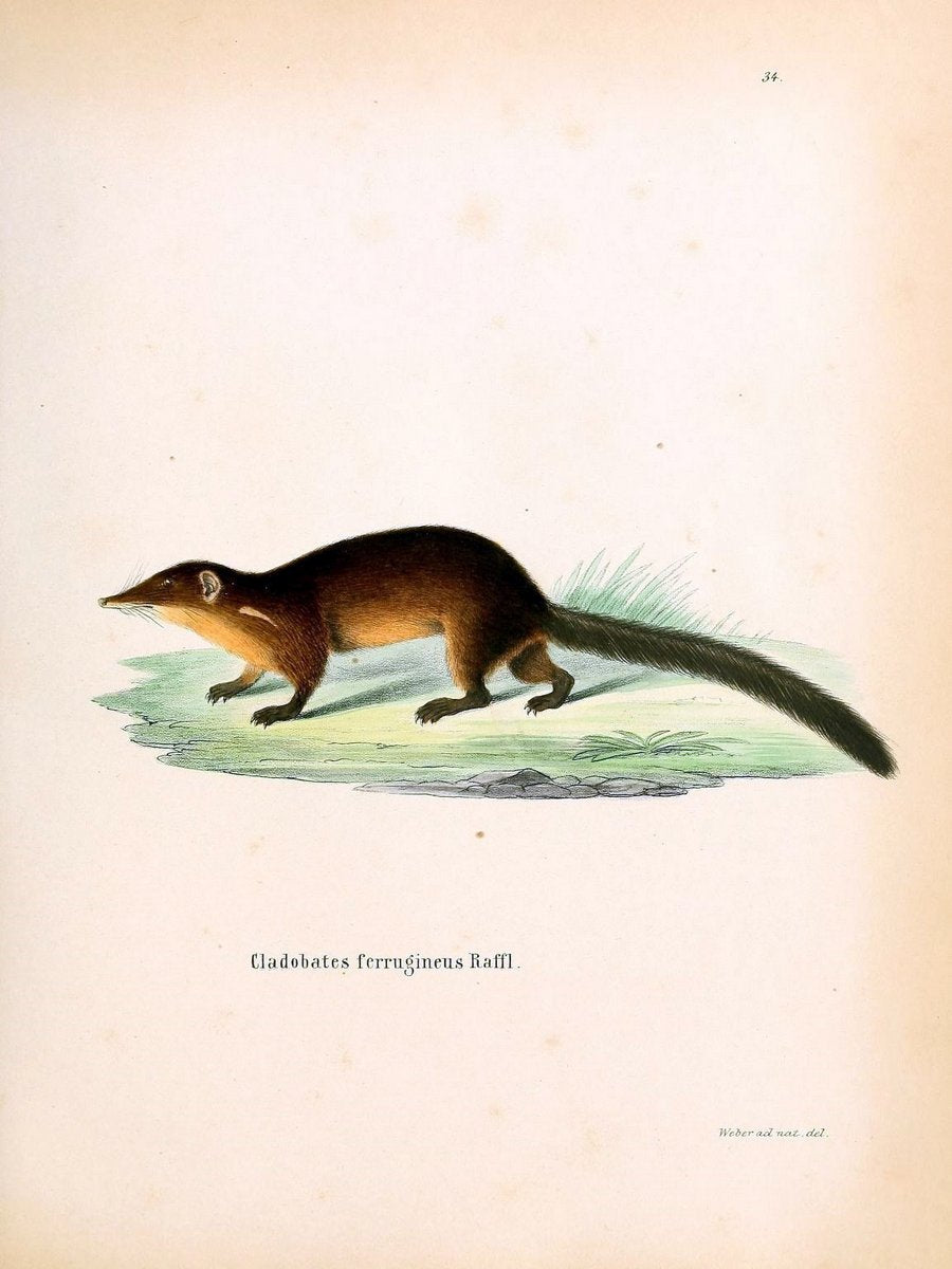 Die SÃ¤ugthiere in Abbildungen nach der Natur /.Erlangen :Expedition des Schreber'schen s | Mammals "Pictorial works"  | Vintage Print Reproduction 473052