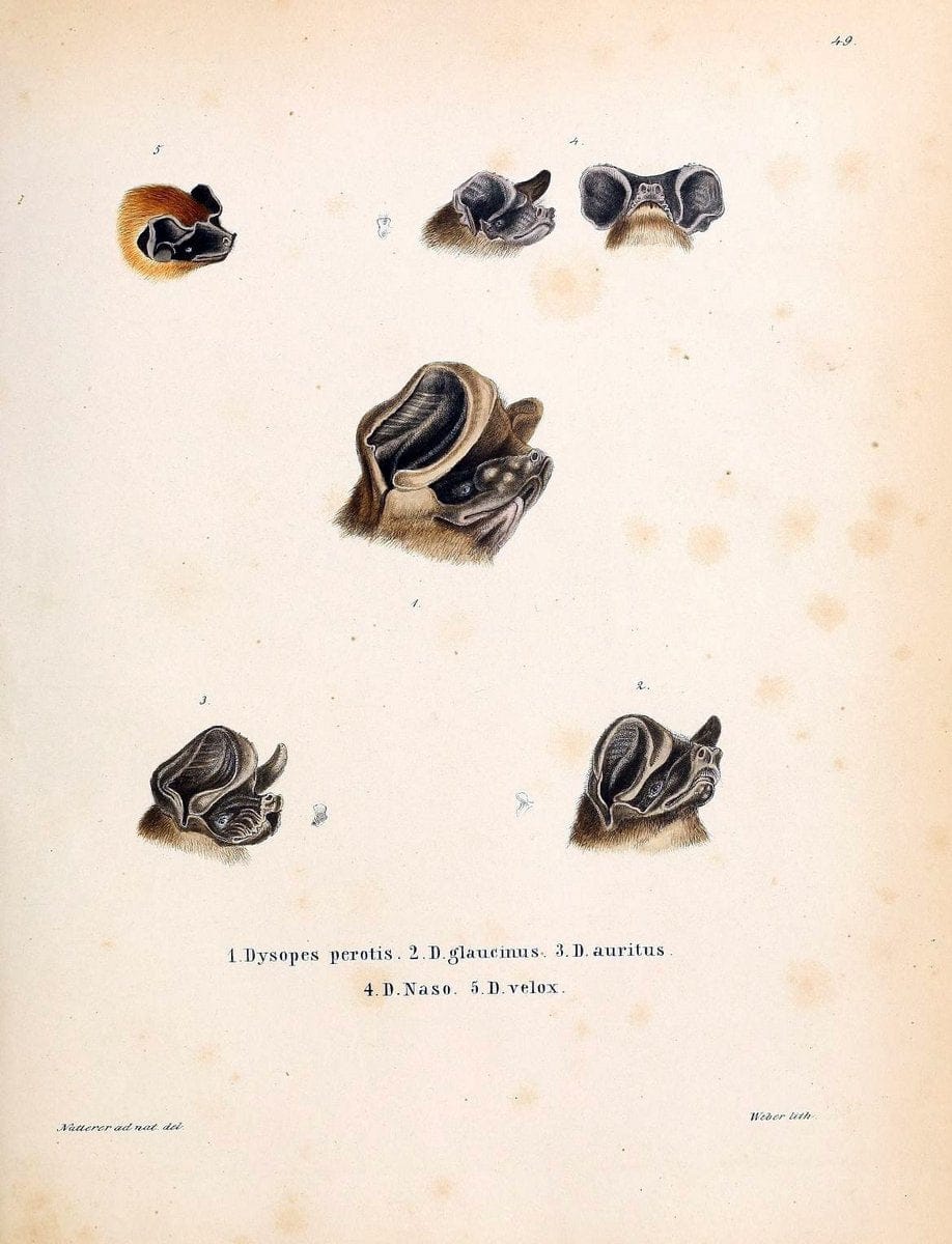 Die SÃ¤ugthiere in Abbildungen nach der Natur /.Erlangen :Expedition des Schreber'schen s | Mammals "Pictorial works"  | Vintage Print Reproduction 473054