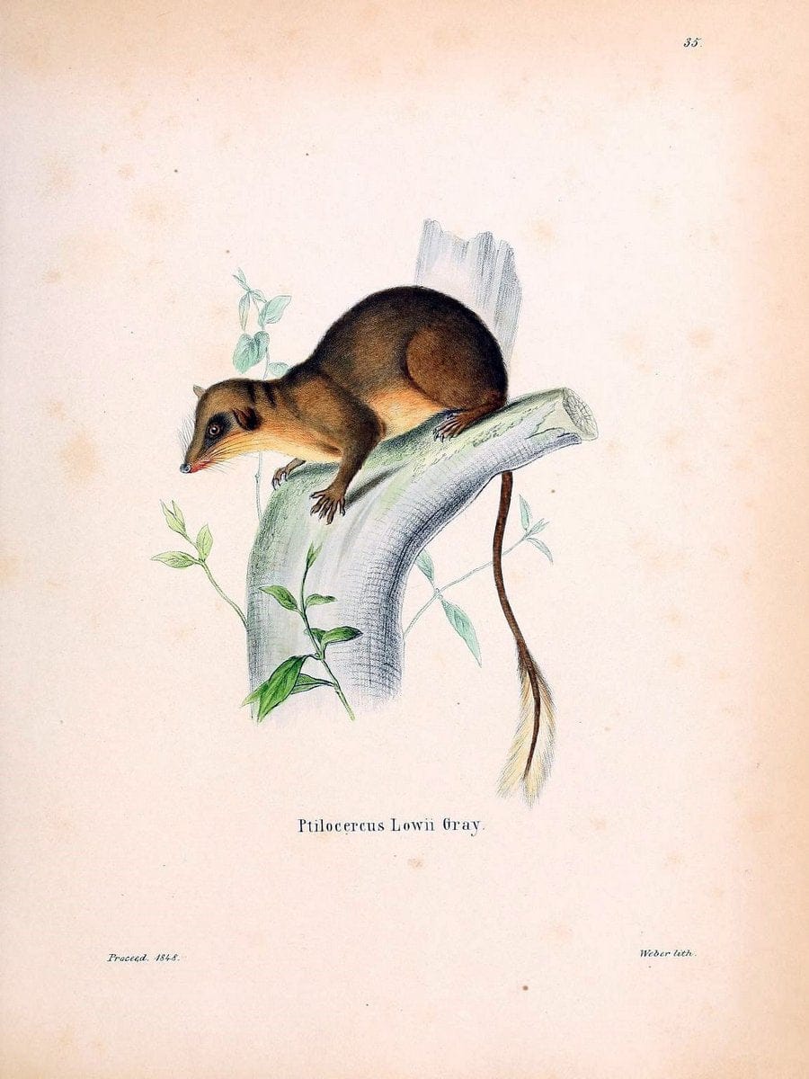 Die SÃ¤ugthiere in Abbildungen nach der Natur /.Erlangen :Expedition des Schreber'schen s | Mammals "Pictorial works"  | Vintage Print Reproduction 473055