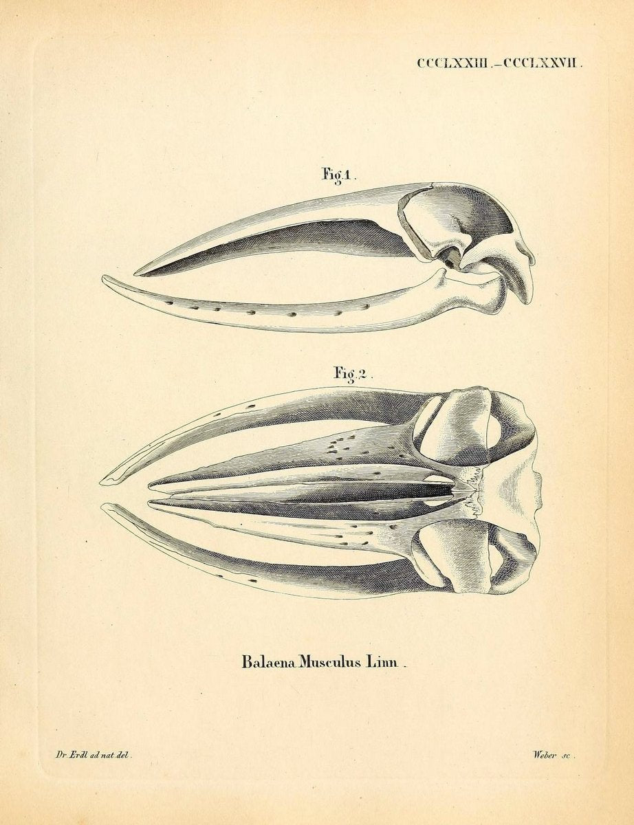 Die SÃ¤ugthiere in Abbildungen nach der Natur /.Erlangen :Expedition des Schreber'schen s | Mammals "Pictorial works"  | Vintage Print Reproduction 473056