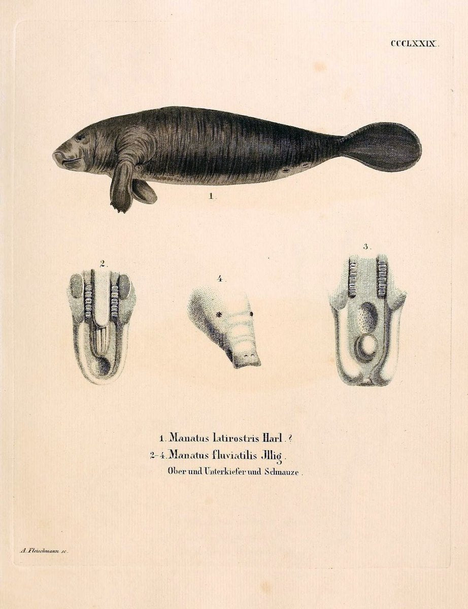 Die SÃ¤ugthiere in Abbildungen nach der Natur /.Erlangen :Expedition des Schreber'schen s | Mammals "Pictorial works"  | Vintage Print Reproduction 473062