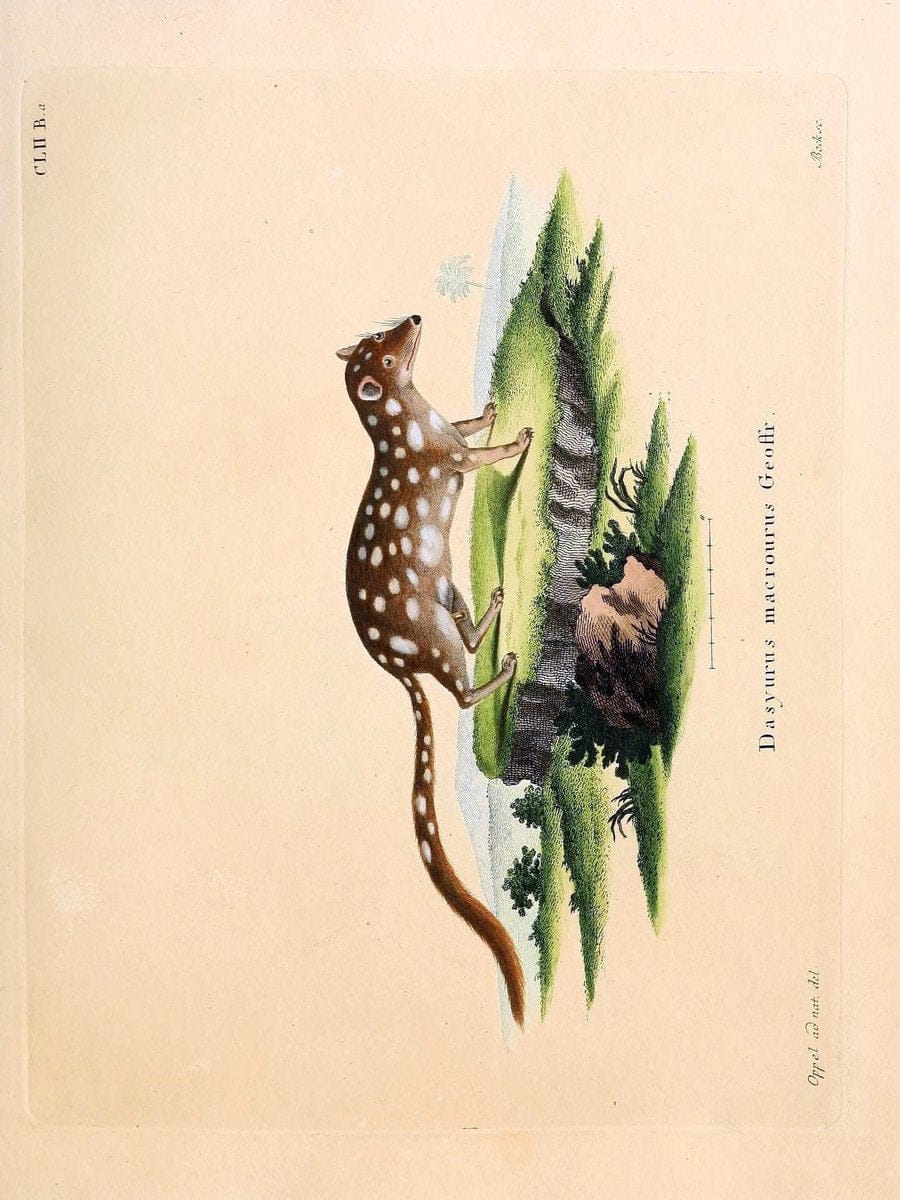 Die SÃ¤ugthiere in Abbildungen nach der Natur /.Erlangen :Expedition des Schreber'schen s | Mammals "Pictorial works"  | Vintage Print Reproduction 473064