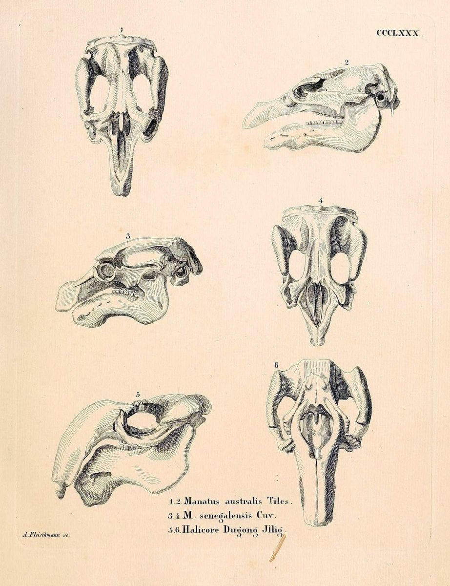 Die SÃ¤ugthiere in Abbildungen nach der Natur /.Erlangen :Expedition des Schreber'schen s | Mammals "Pictorial works"  | Vintage Print Reproduction 473065