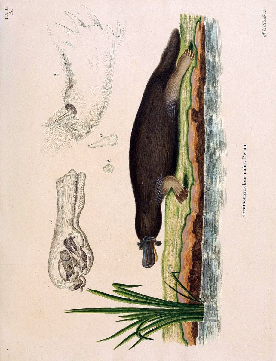 Die SÃ¤ugthiere in Abbildungen nach der Natur /.Erlangen :Expedition des Schreber'schen s | Mammals "Pictorial works"  | Vintage Print Reproduction 473066