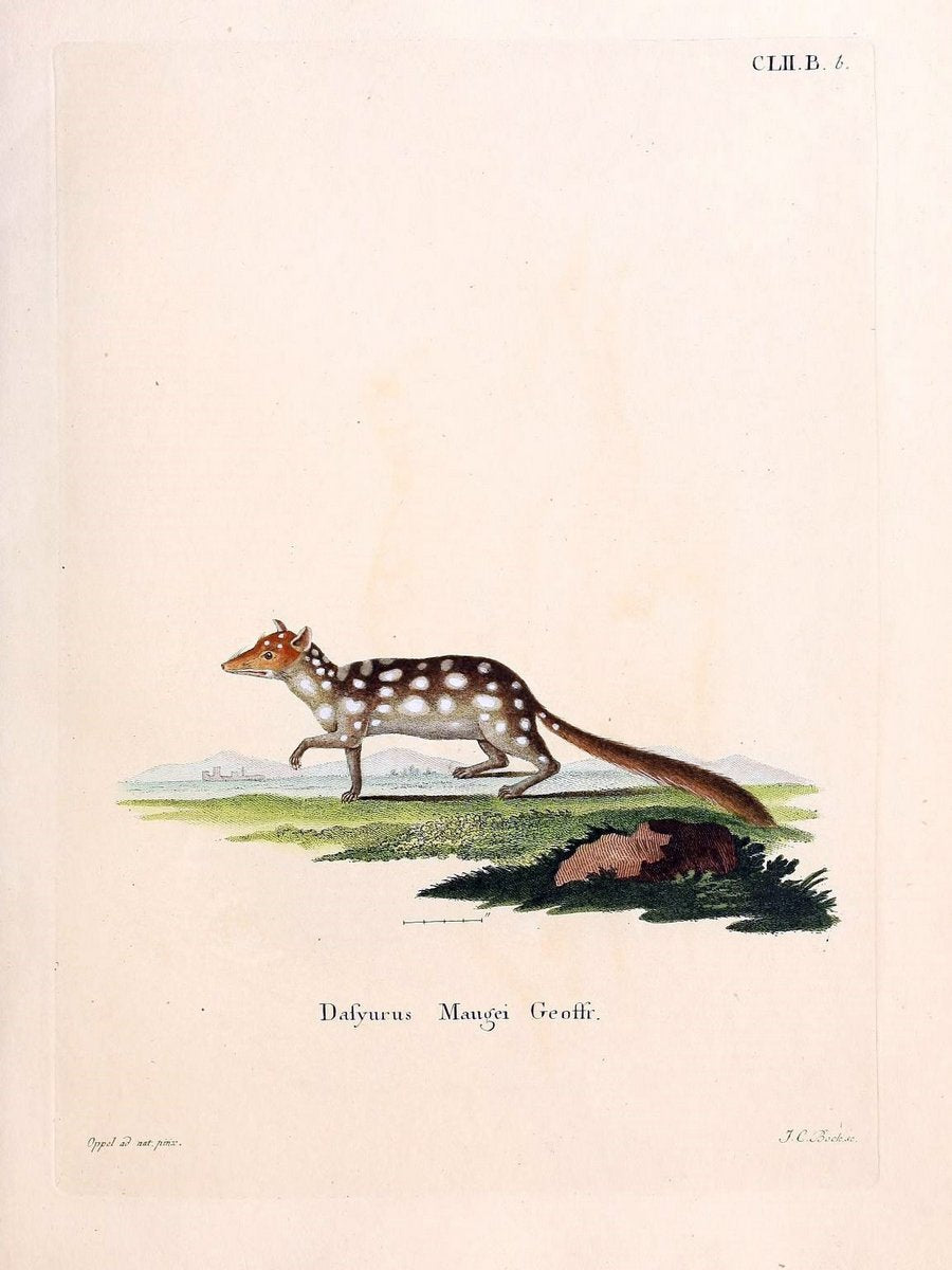 Die SÃ¤ugthiere in Abbildungen nach der Natur /.Erlangen :Expedition des Schreber'schen s | Mammals "Pictorial works"  | Vintage Print Reproduction 473067