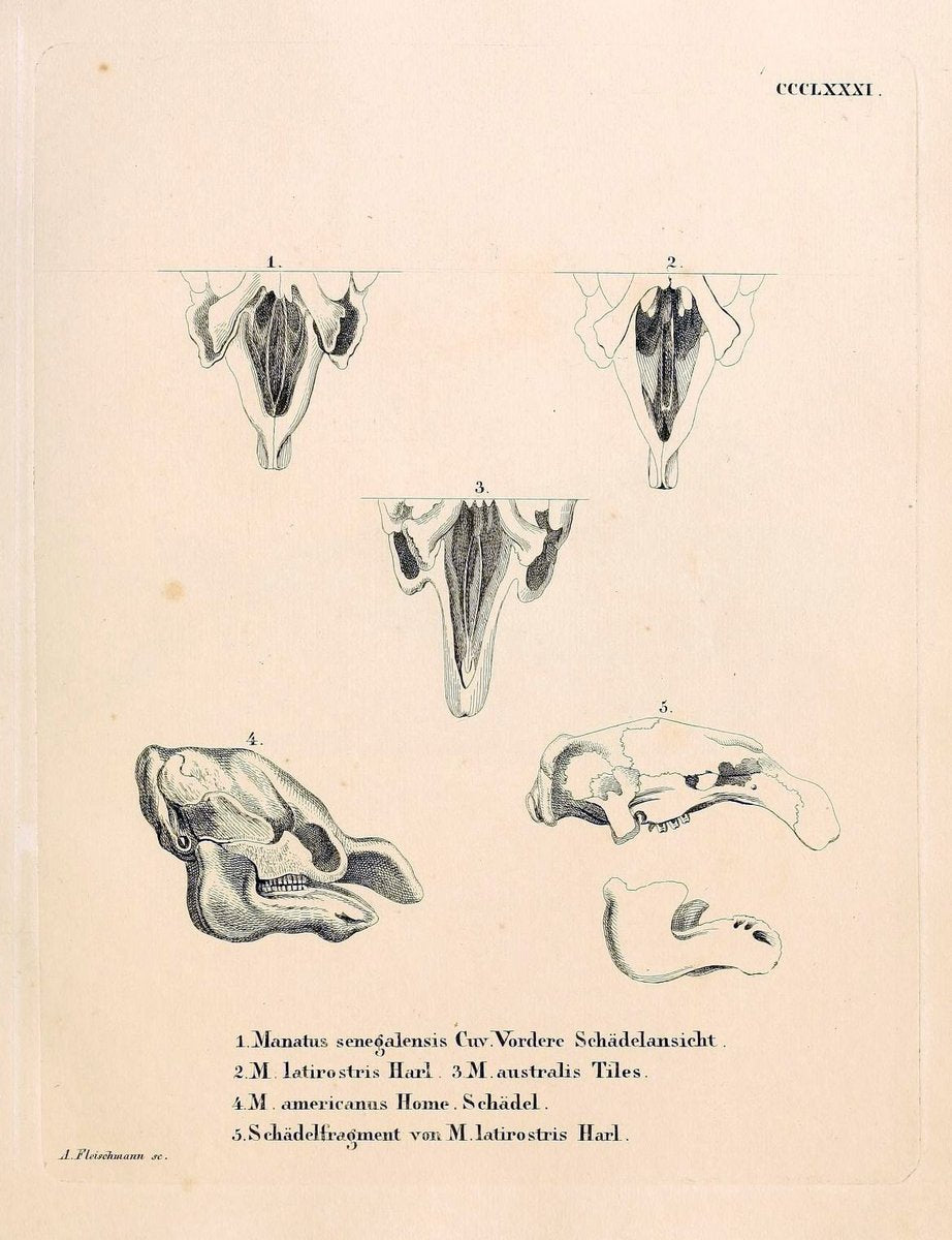 Die SÃ¤ugthiere in Abbildungen nach der Natur /.Erlangen :Expedition des Schreber'schen s | Mammals "Pictorial works"  | Vintage Print Reproduction 473068