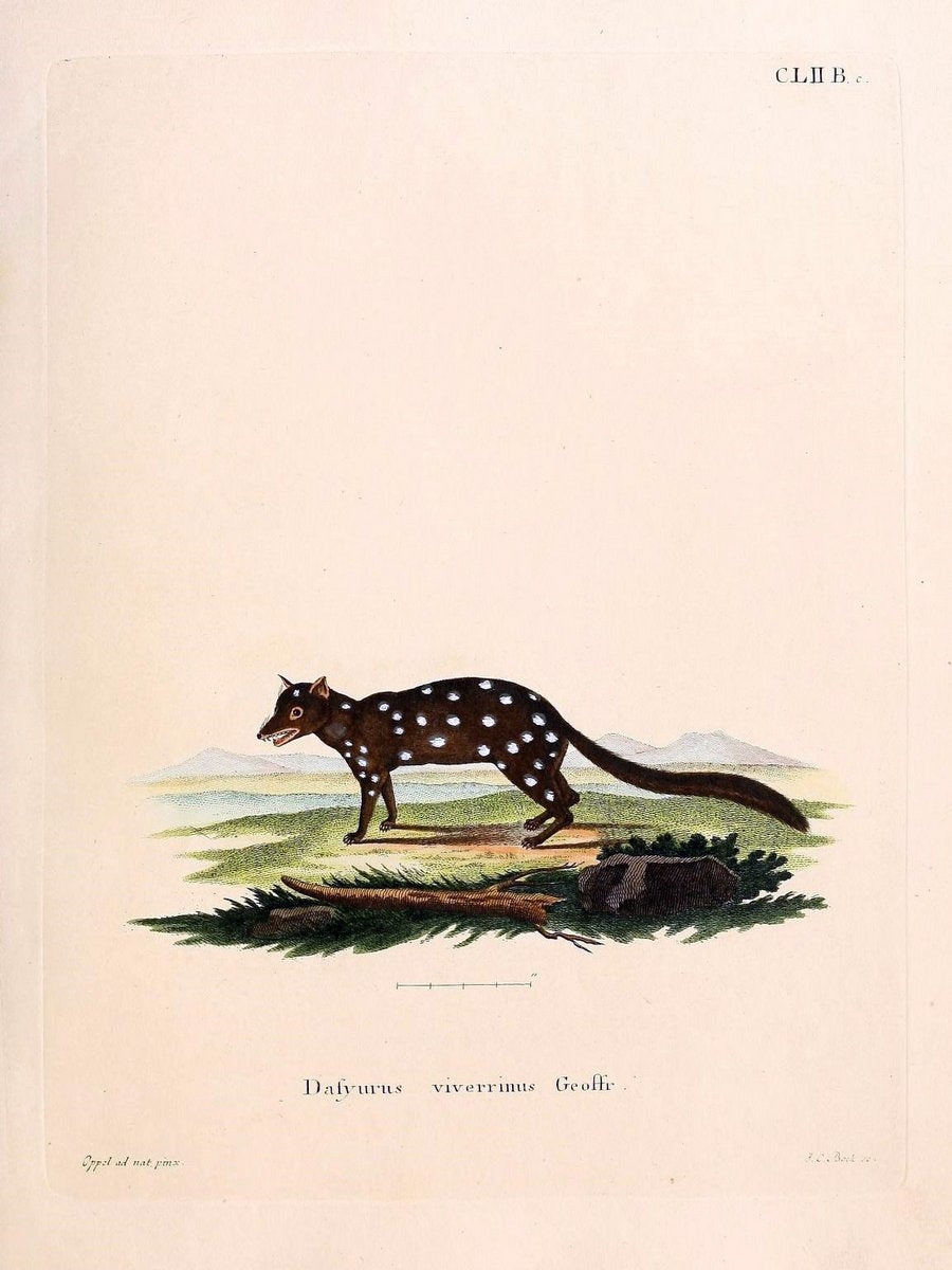 Die SÃ¤ugthiere in Abbildungen nach der Natur /.Erlangen :Expedition des Schreber'schen s | Mammals "Pictorial works"  | Vintage Print Reproduction 473070