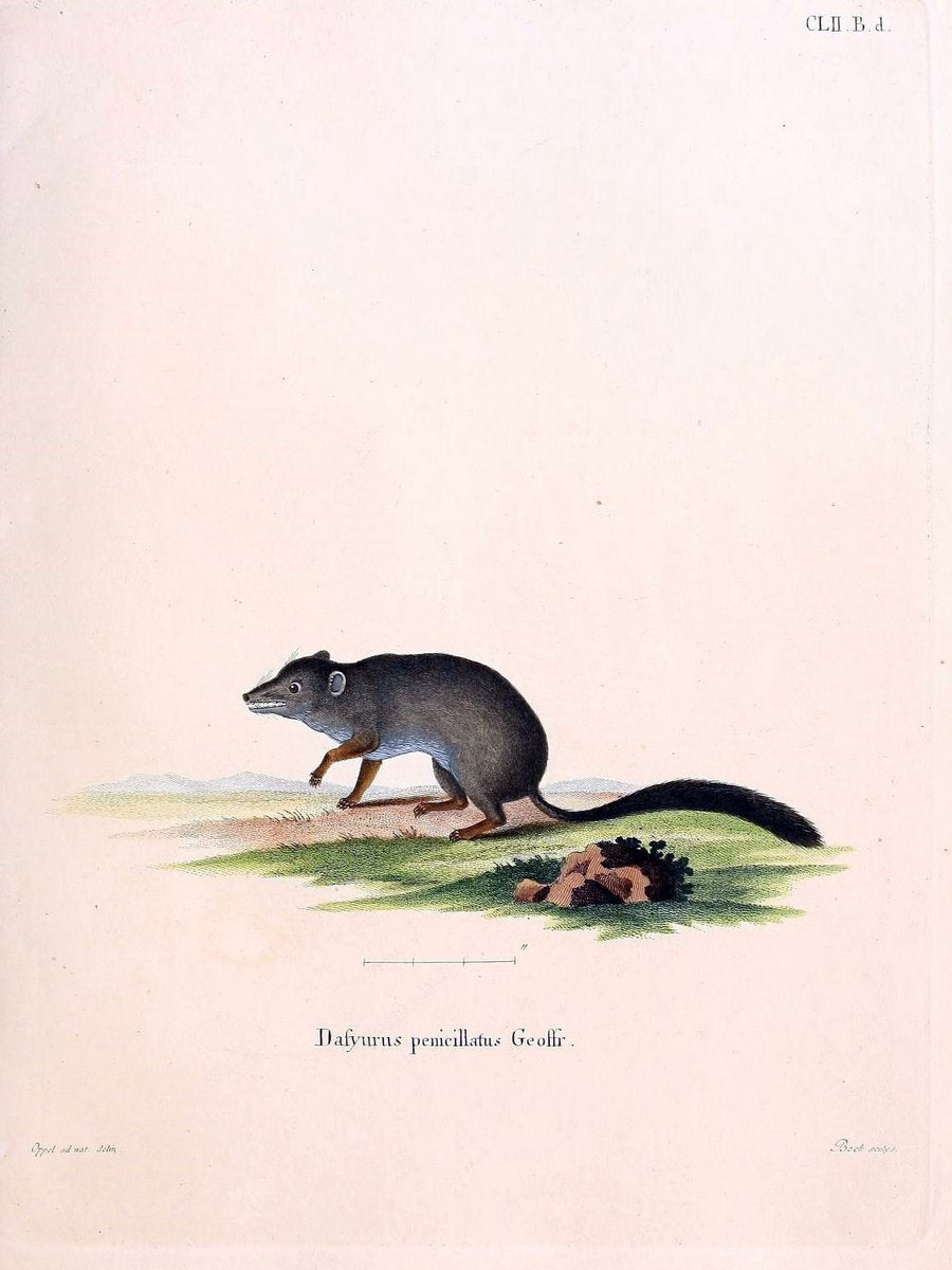 Die SÃ¤ugthiere in Abbildungen nach der Natur /.Erlangen :Expedition des Schreber'schen s | Mammals "Pictorial works"  | Vintage Print Reproduction 473073