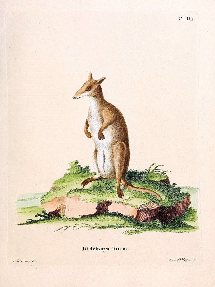 Die SÃ¤ugthiere in Abbildungen nach der Natur /.Erlangen :Expedition des Schreber'schen s | Mammals "Pictorial works"  | Vintage Print Reproduction 473079