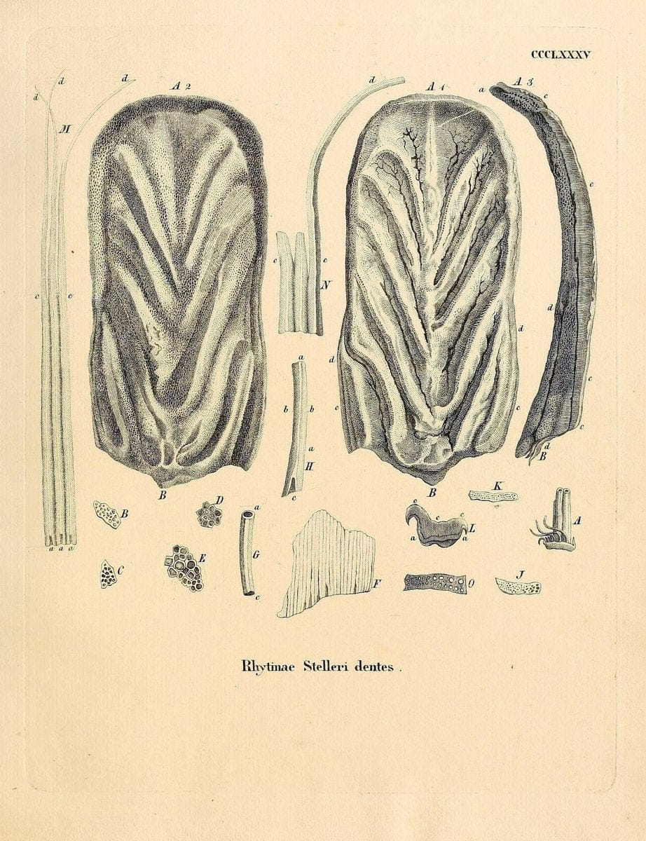 Die SÃ¤ugthiere in Abbildungen nach der Natur /.Erlangen :Expedition des Schreber'schen s | Mammals "Pictorial works"  | Vintage Print Reproduction 473082