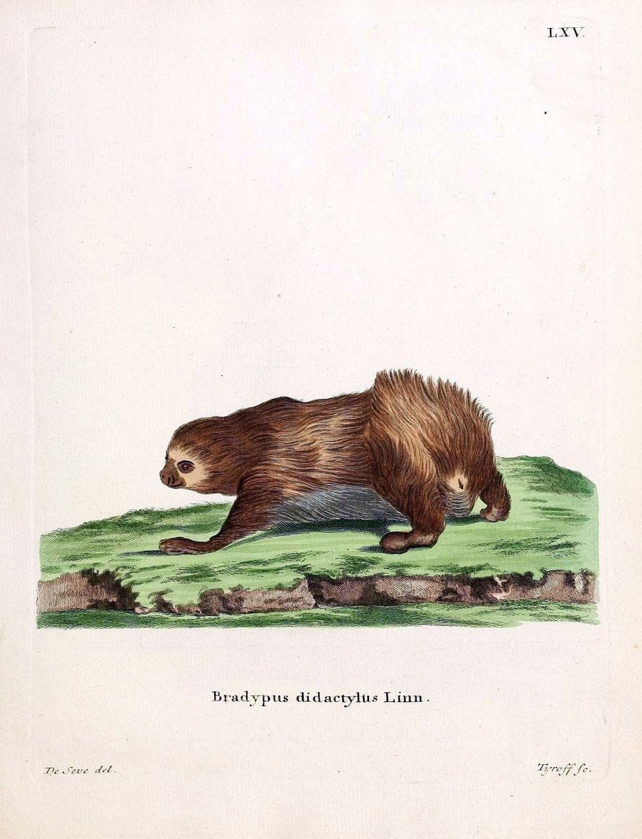 Die SÃ¤ugthiere in Abbildungen nach der Natur /.Erlangen :Expedition des Schreber'schen s | Mammals "Pictorial works"  | Vintage Print Reproduction 473083