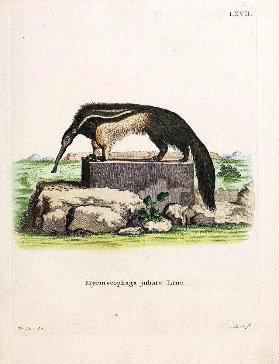 Die SÃ¤ugthiere in Abbildungen nach der Natur /.Erlangen :Expedition des Schreber'schen s | Mammals "Pictorial works"  | Vintage Print Reproduction 473087