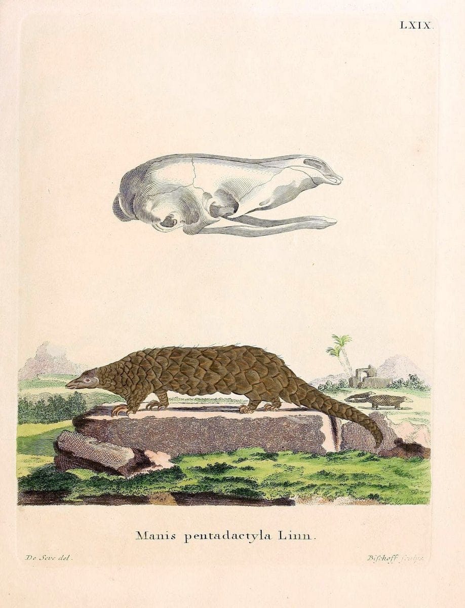 Die SÃ¤ugthiere in Abbildungen nach der Natur /.Erlangen :Expedition des Schreber'schen s | Mammals "Pictorial works"  | Vintage Print Reproduction 473091