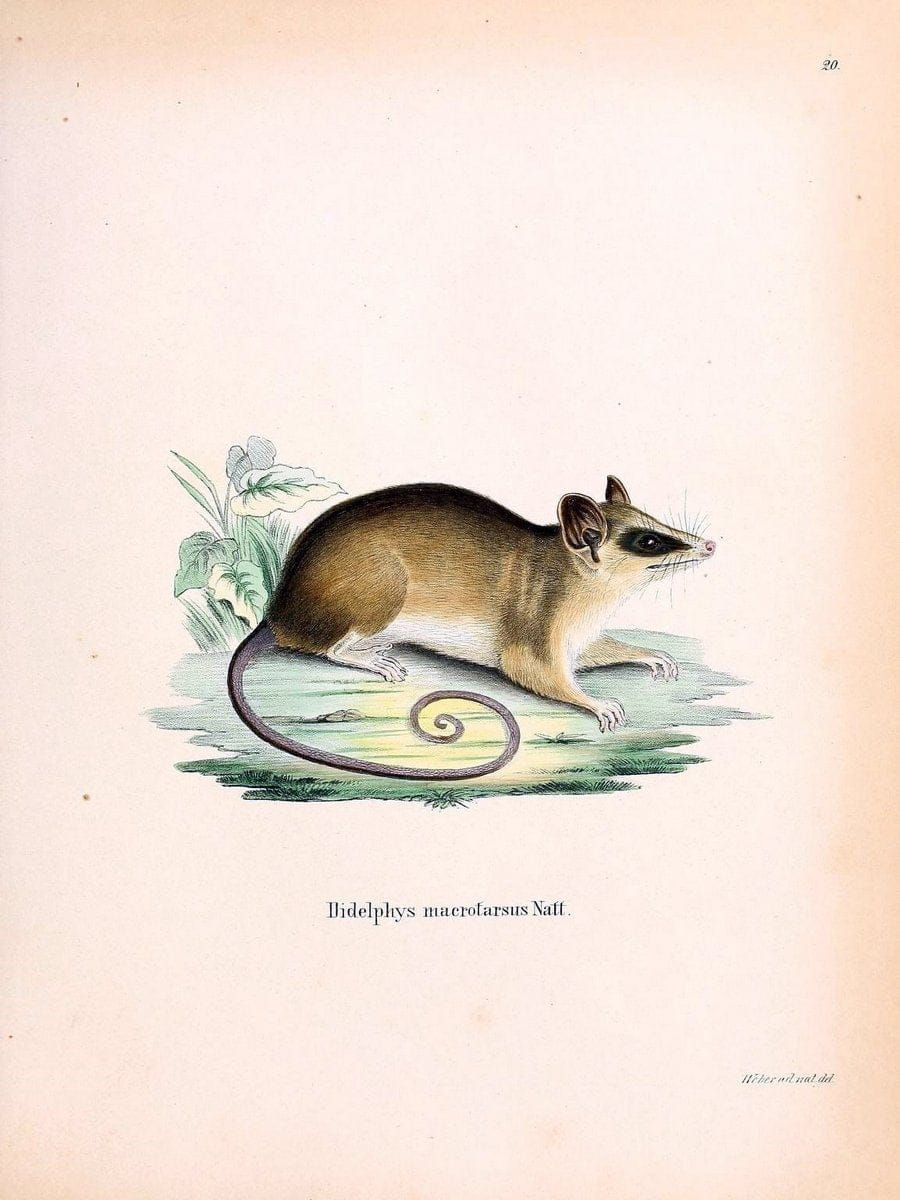 Die SÃ¤ugthiere in Abbildungen nach der Natur /.Erlangen :Expedition des Schreber'schen s | Mammals "Pictorial works"  | Vintage Print Reproduction 473098