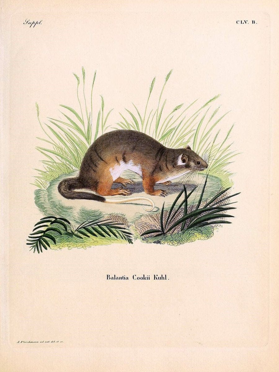 Die SÃ¤ugthiere in Abbildungen nach der Natur /.Erlangen :Expedition des Schreber'schen s | Mammals "Pictorial works"  | Vintage Print Reproduction 473112