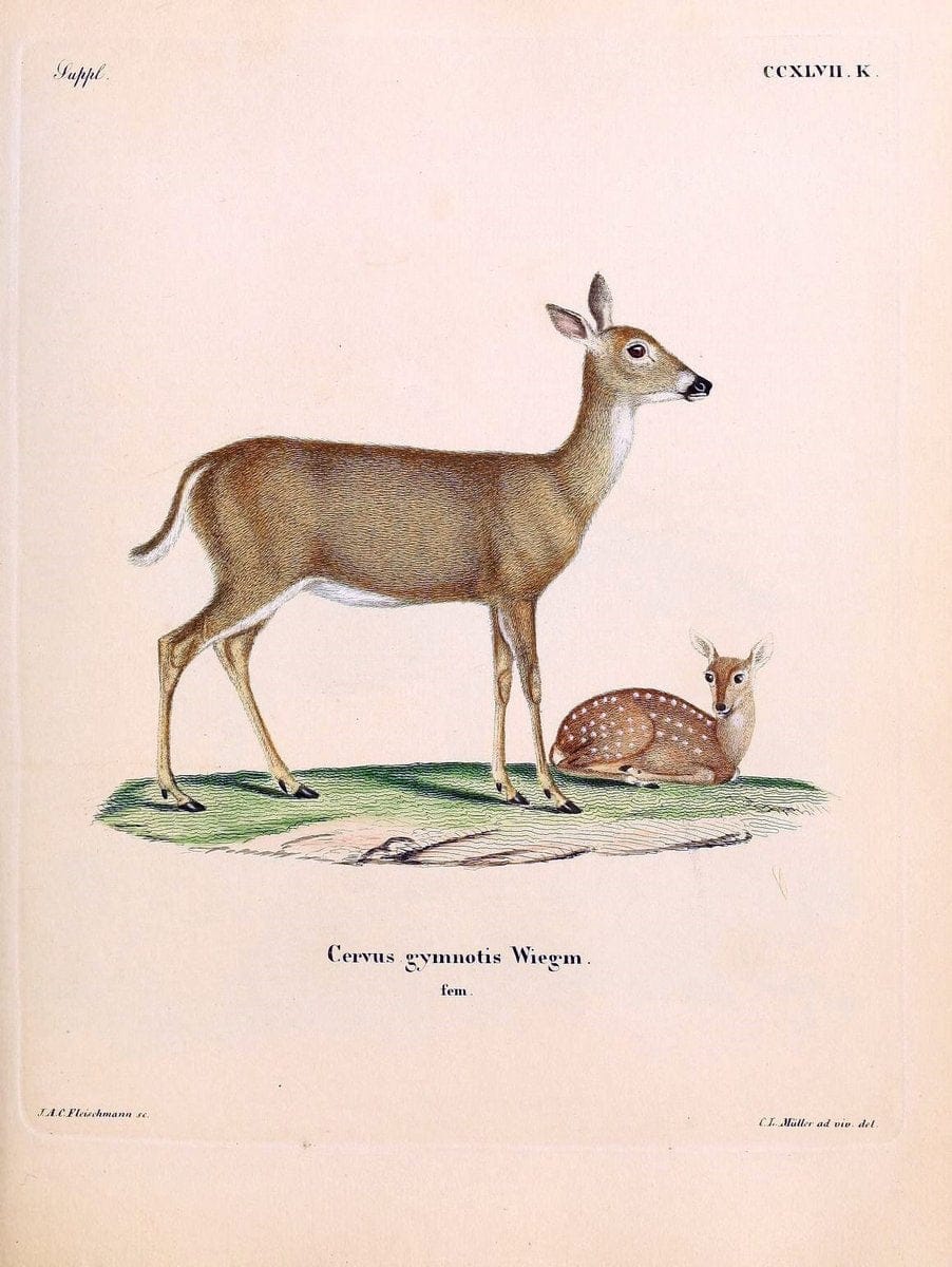 Die SÃ¤ugthiere in Abbildungen nach der Natur /.Erlangen :Expedition des Schreber'schen s | Mammals "Pictorial works"  | Vintage Print Reproduction 473113