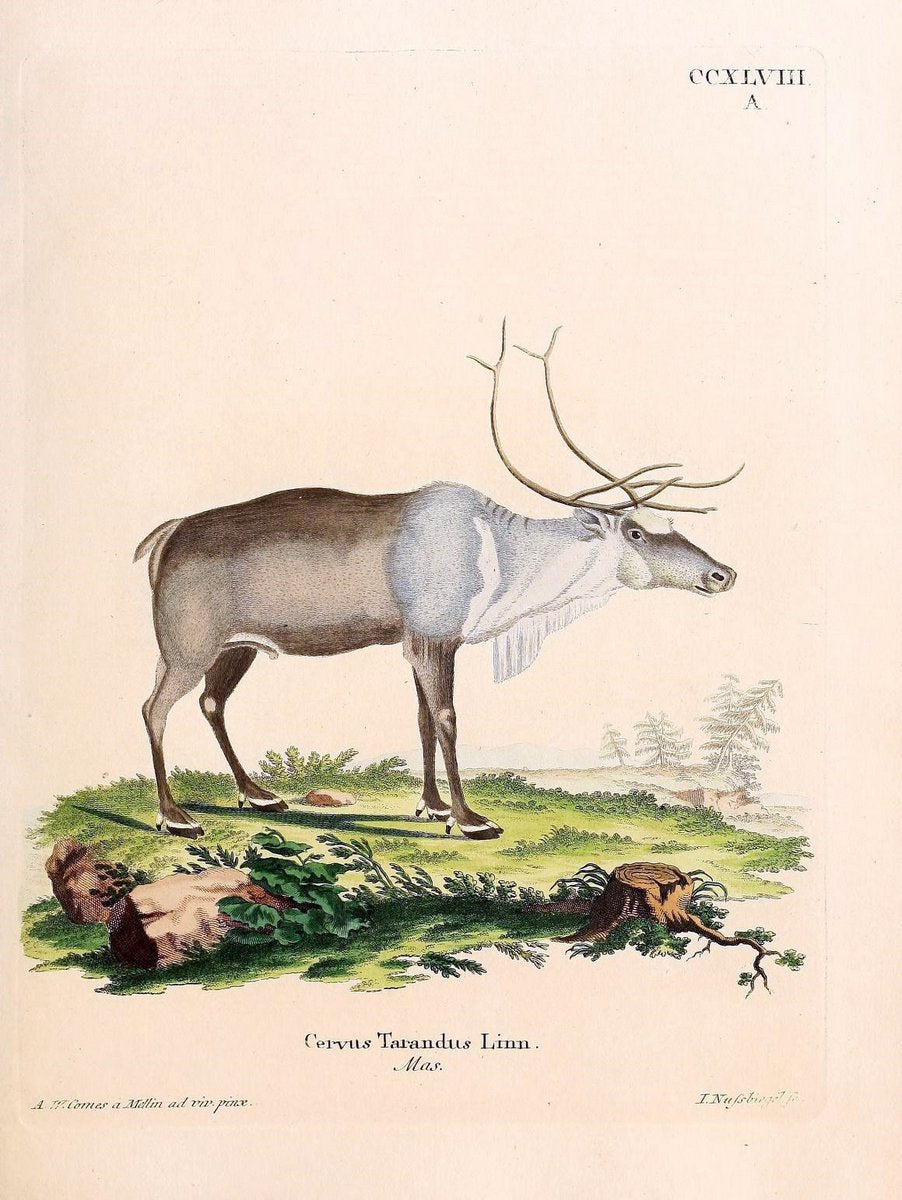 Die SÃ¤ugthiere in Abbildungen nach der Natur /.Erlangen :Expedition des Schreber'schen s | Mammals "Pictorial works"  | Vintage Print Reproduction 473116