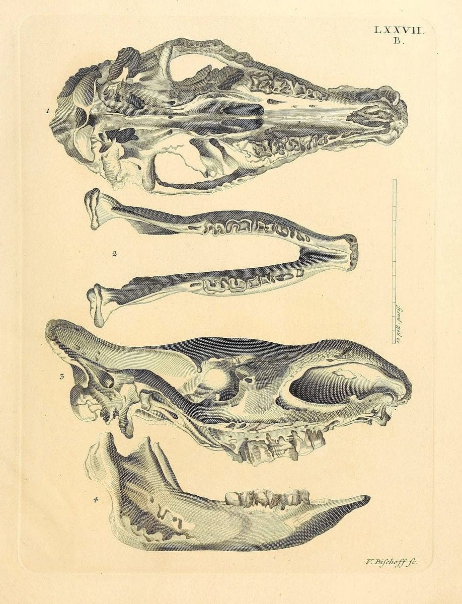 Die SÃ¤ugthiere in Abbildungen nach der Natur /.Erlangen :Expedition des Schreber'schen s | Mammals "Pictorial works"  | Vintage Print Reproduction 473120